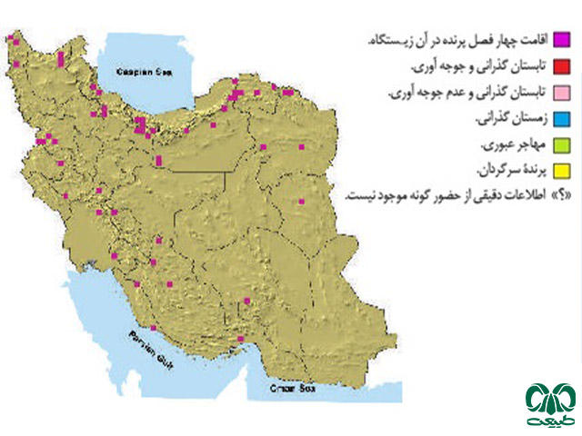 هما در ایران