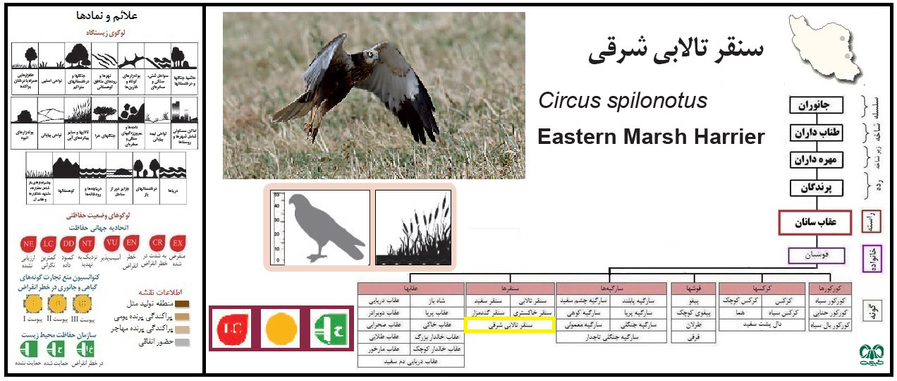 گونه سنقر تالابی شرقی 