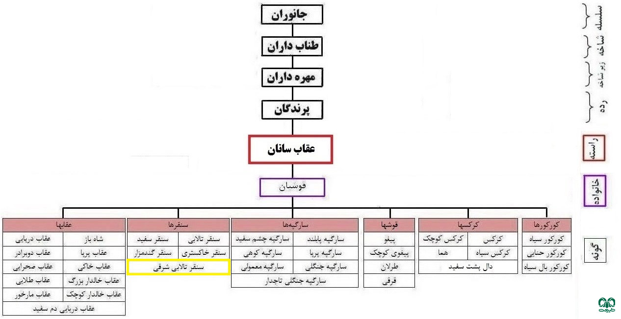 طبقه‌بندی گونه سنقر تالابی شرقی