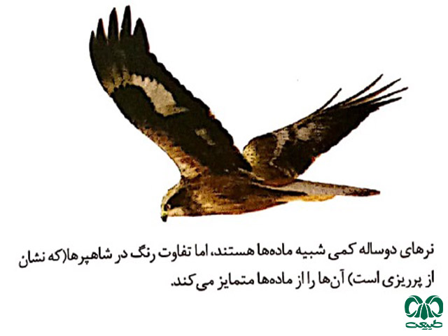 پرنده نر سنقر تالابی