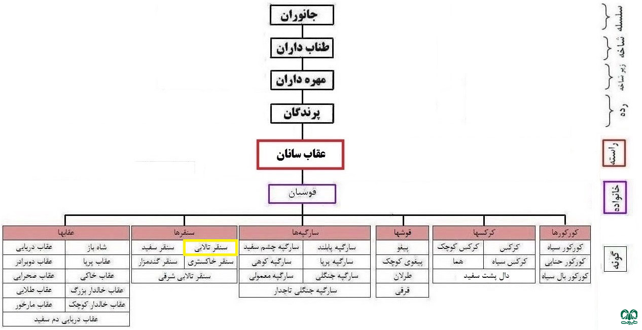 طبقه‌بندی گونه سنقر تالابی