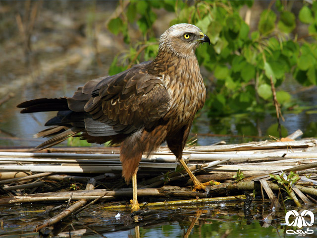  Western Marsh Harrier