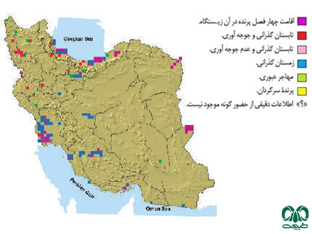 سنقر تالابی در ایران