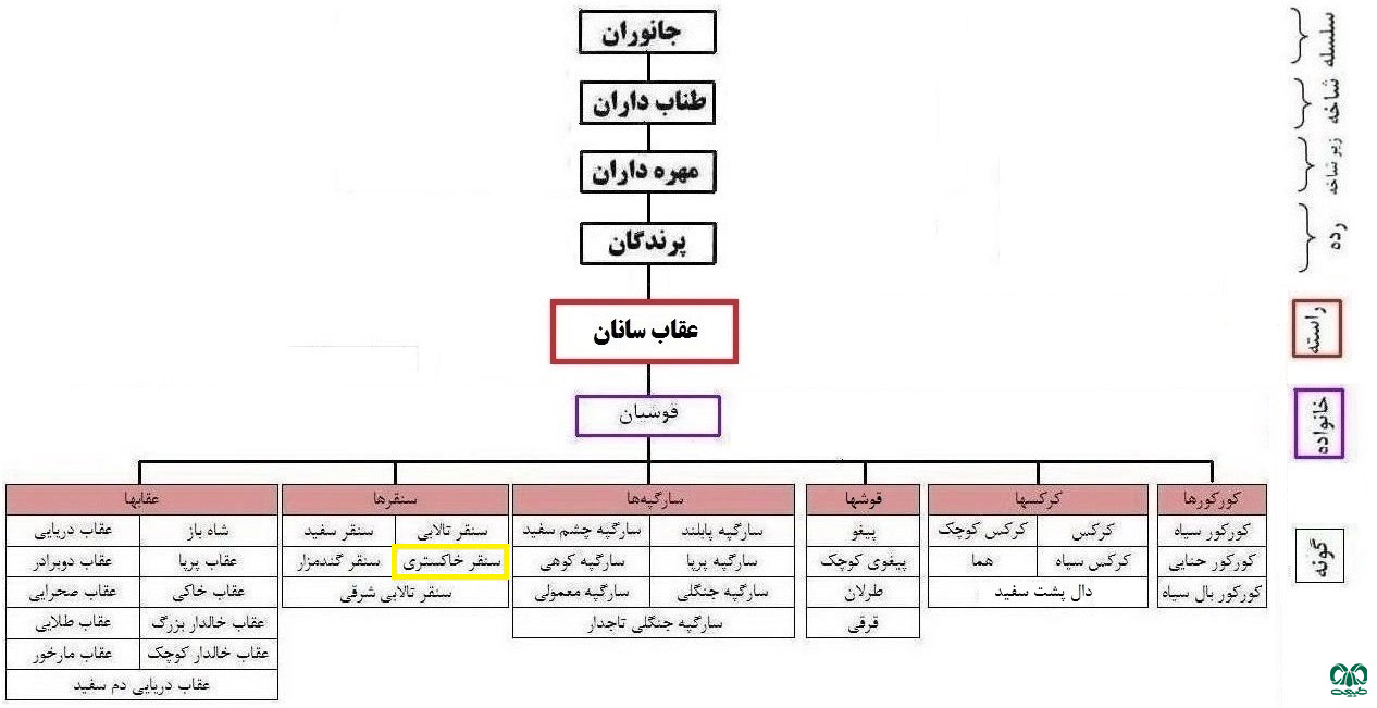 طبقه‌بندی گونه سنقر خاکستری