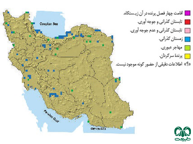 سنقر خاکستری در ایران