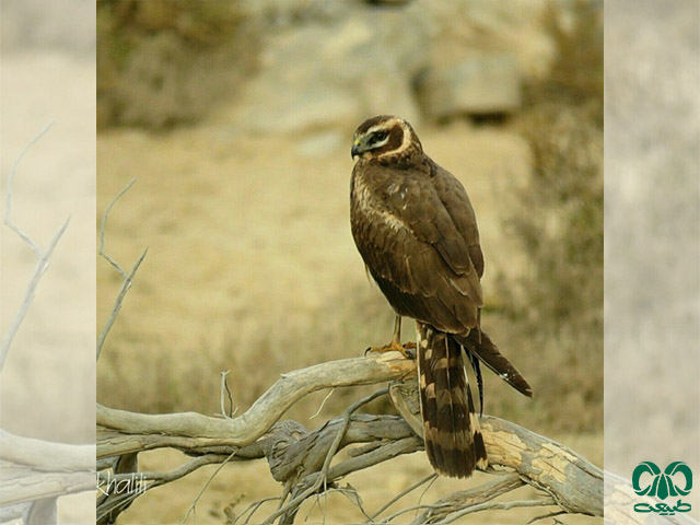 رنگ و طرح بدن پرنده