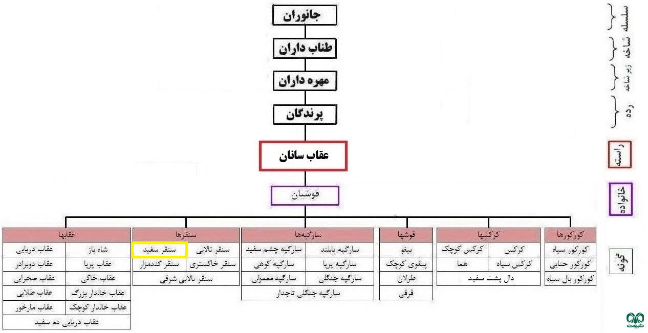 طبقه‌بندی گونه سنقر سفید