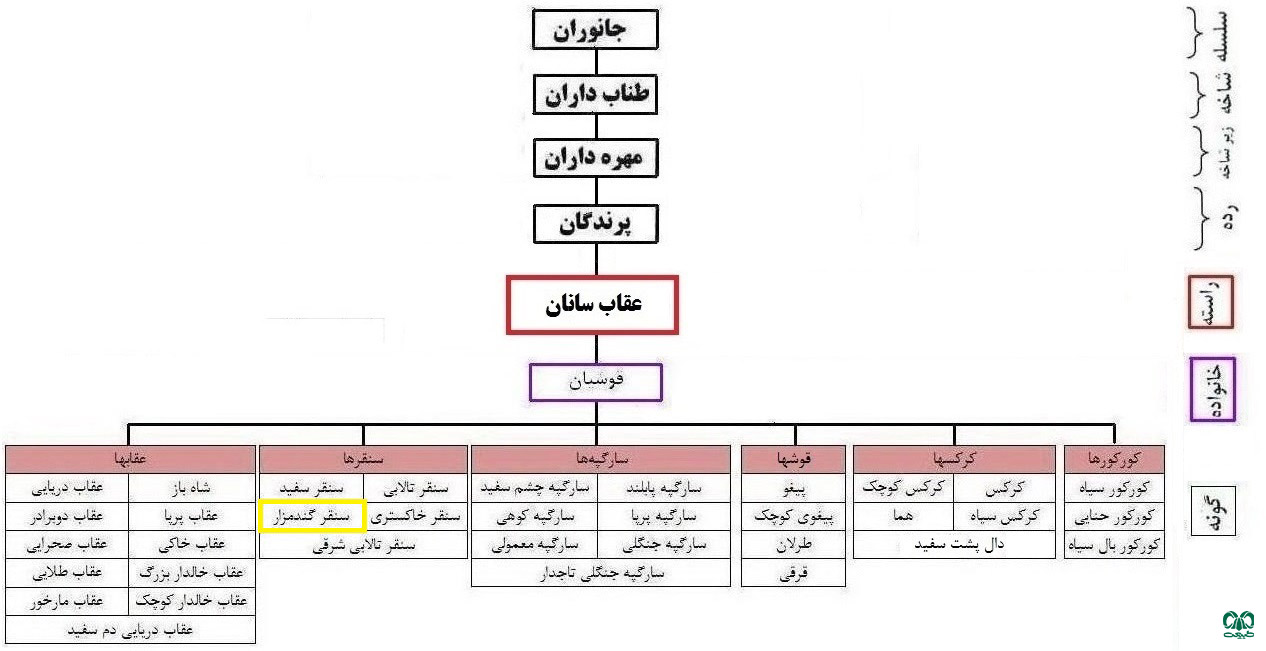  طبقه‌بندی گونه سنقر گندمزار