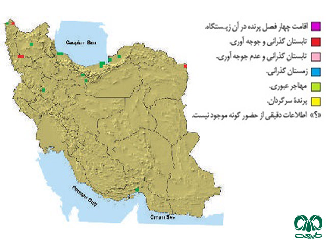 سنقر گندمزار در ایران