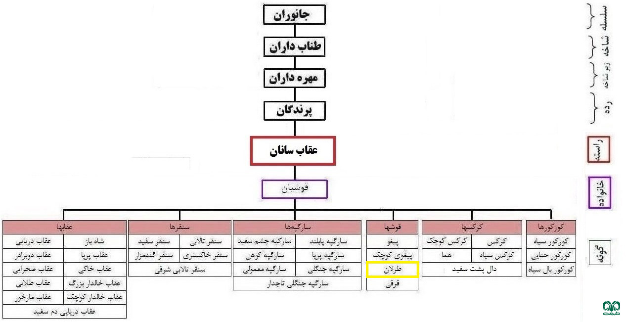  طبقه‌بندی گونه طرلان