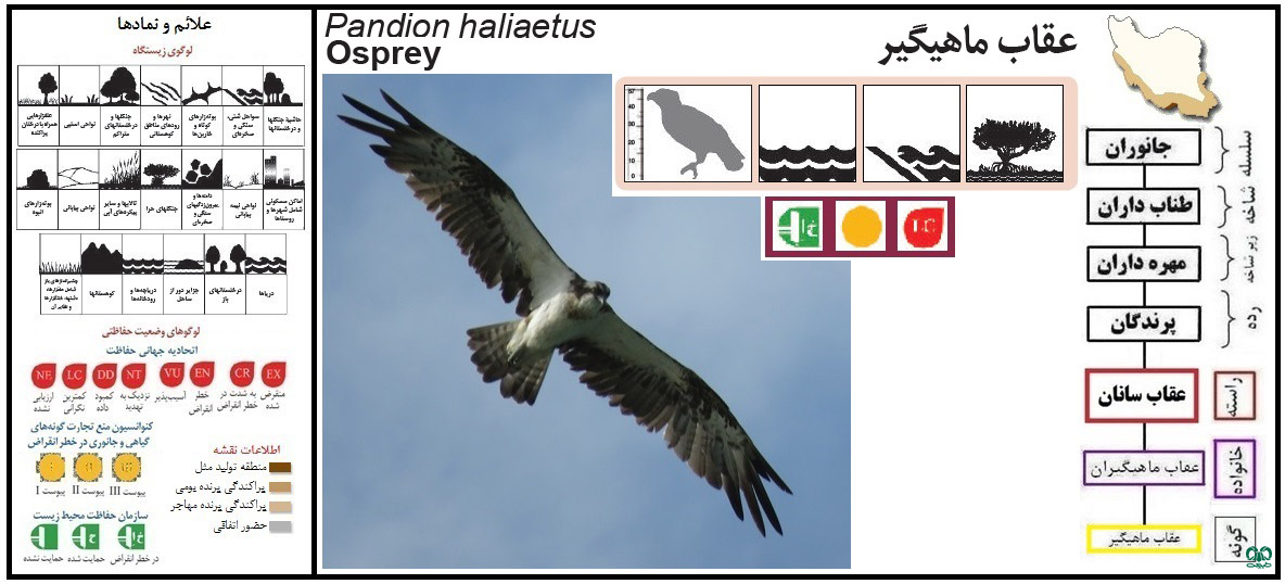 گونه عقاب ماهیگیر Osprey