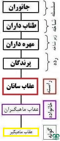 طبقه‌بندی گونه عقاب ماهیگیر