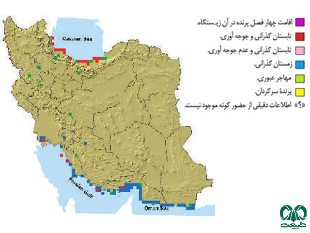  عقاب ماهیگیر در ایران