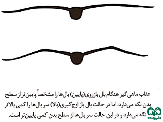 روش‌های شناسایی گونه عقاب ماهیگیر