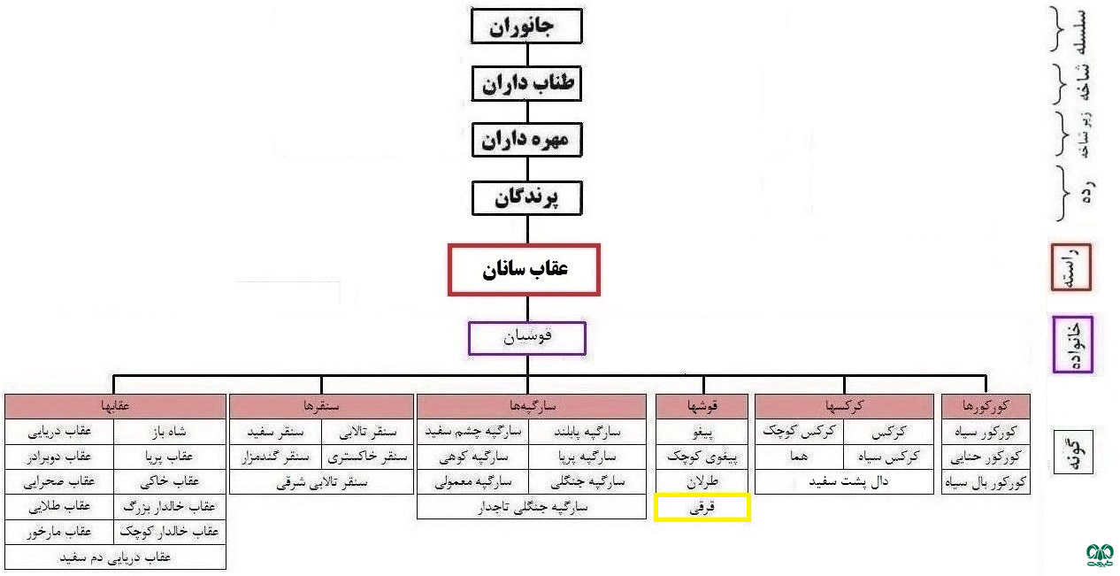 طبقه‌بندی گونه قرقی