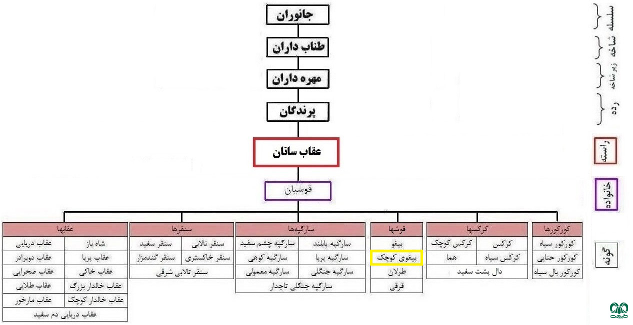  طبقه‌بندی گونه پیغو کوچک