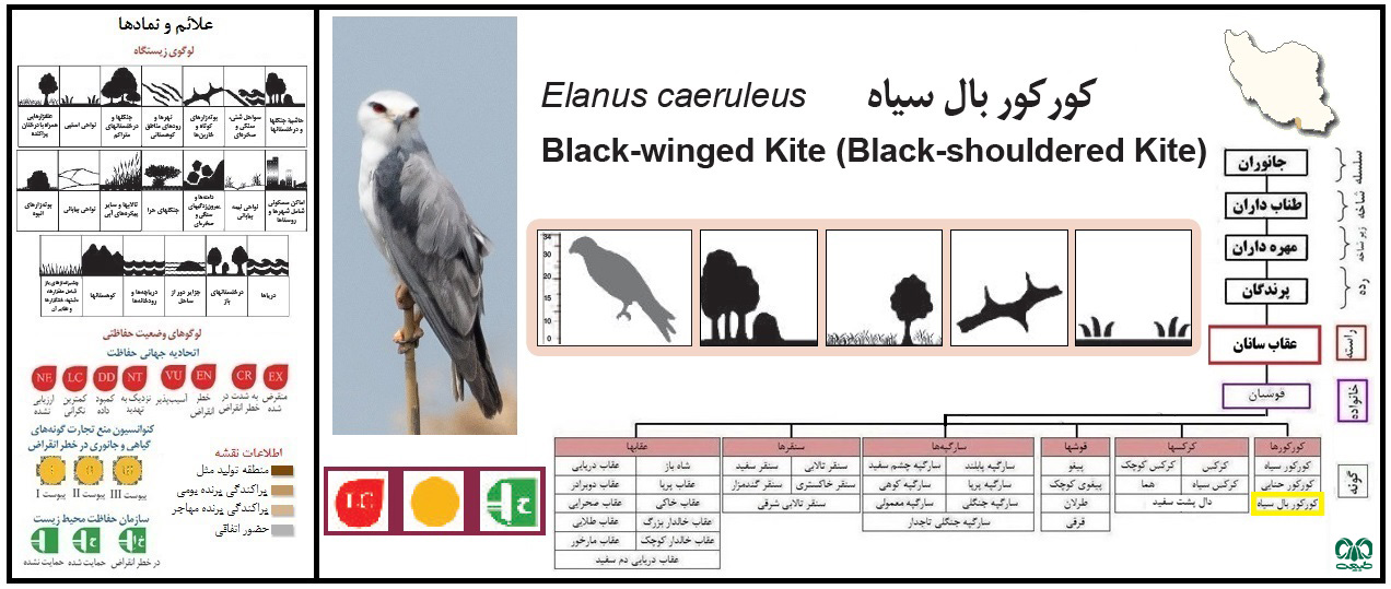 گونه کورکور بال سیاه Black-winged Kite گونه کورکور بال سیاه