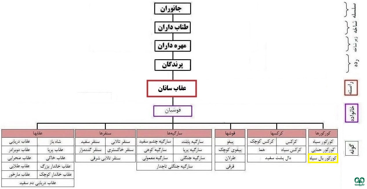  طبقه‌بندی گونه کورکور بال سیاه