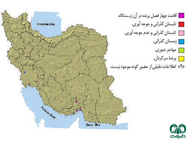 کورکور بال سیاه در ایران