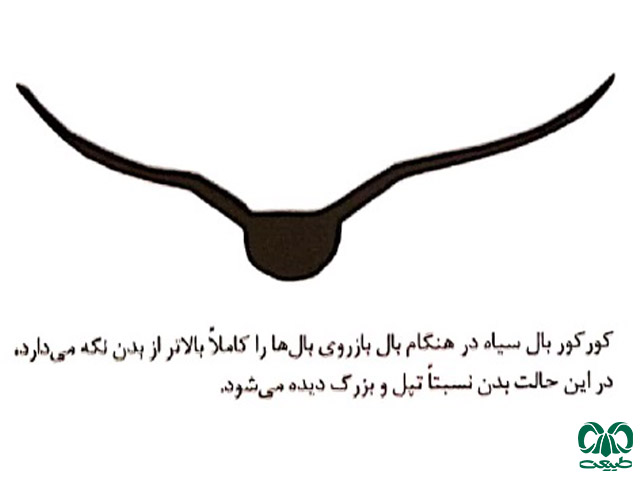 حالت بالهای کورکور بال سیاه حالت بالها