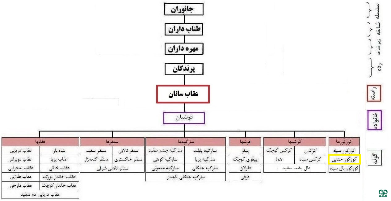  طبقه بندی گونه کورکور حنایی