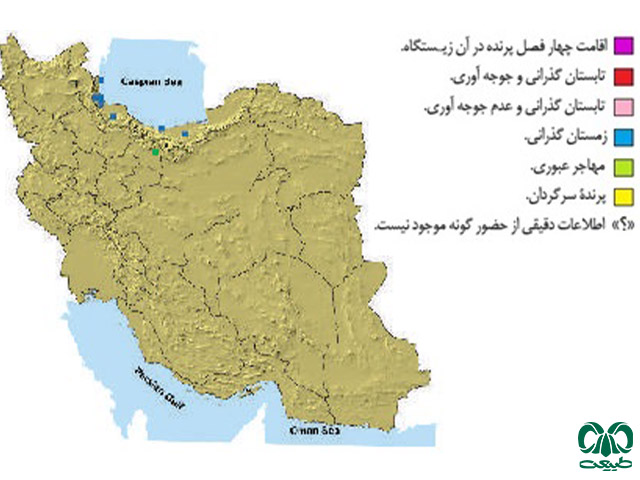  کورکور حنایی در ایران