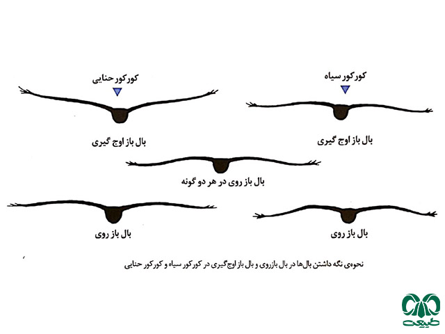 تفاوت کورکور حنایی