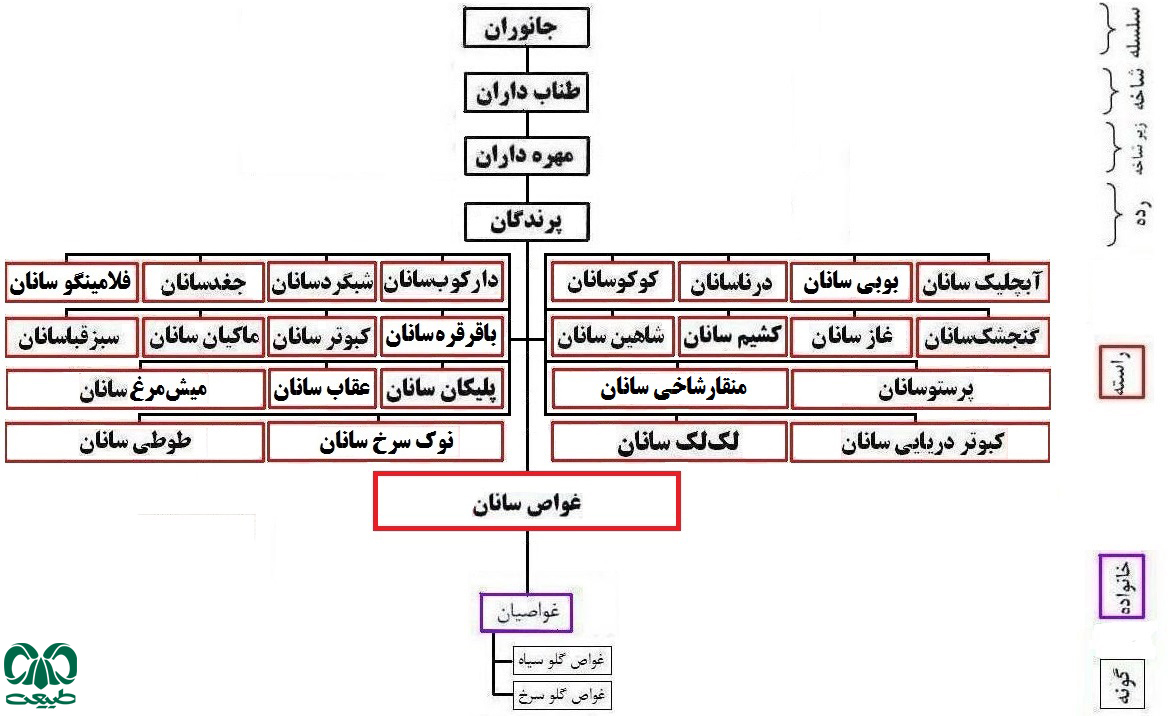 آشنایی با خانواده غواص ها خانواده غواص ها