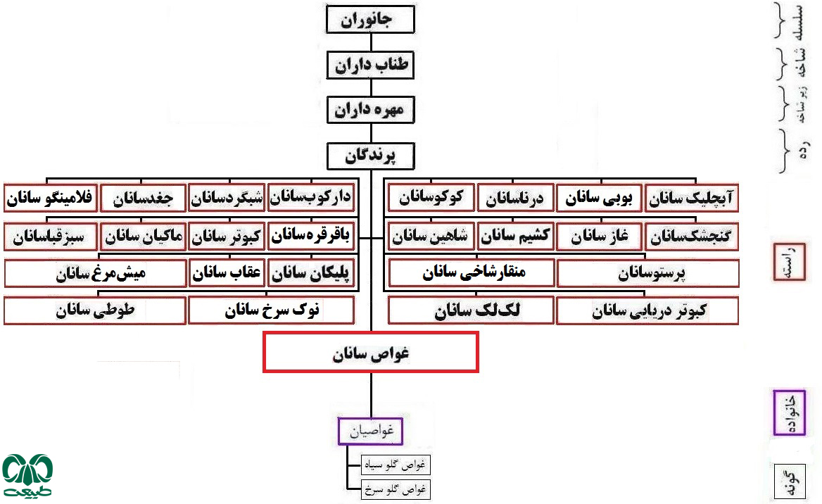 راسته غواص‌سانان