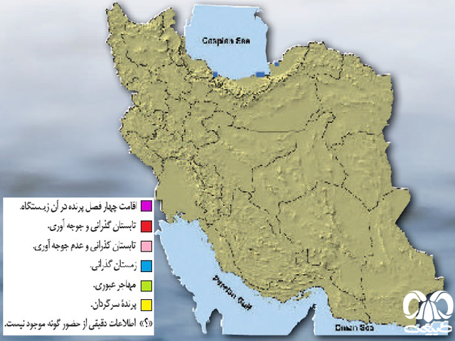 غواص گلو سرخ در ایران