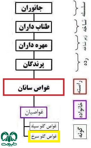 طبقه بندی گونه غواص گلو سرخ