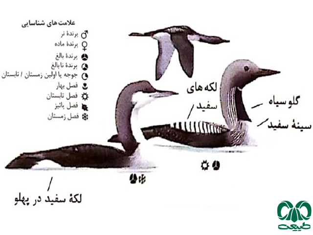 نشانه‌های شناسایی