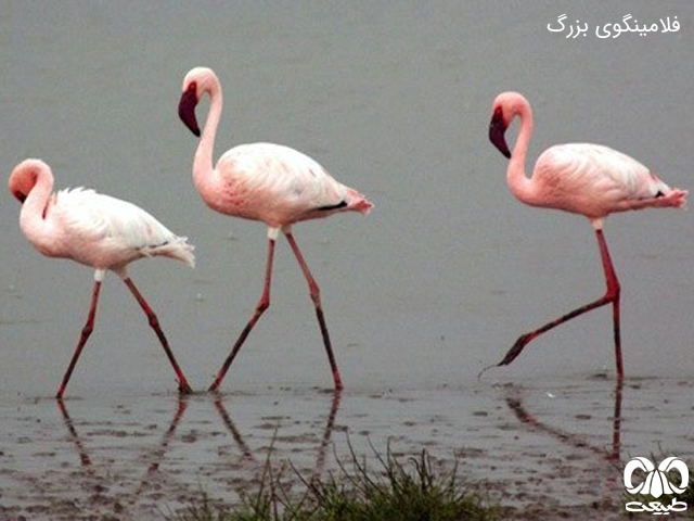 فلامینگوسانان 