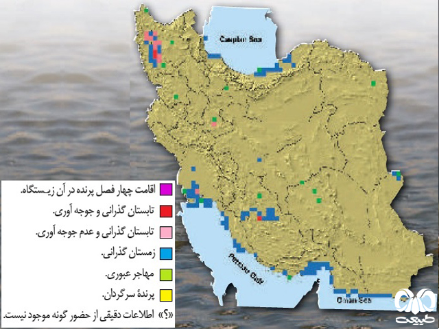 فلامینگوی بزرگ در ایران