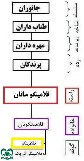 طبقه بندی گونه فلامینگوی بزرگ