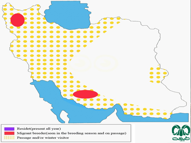 Distribution and abundance