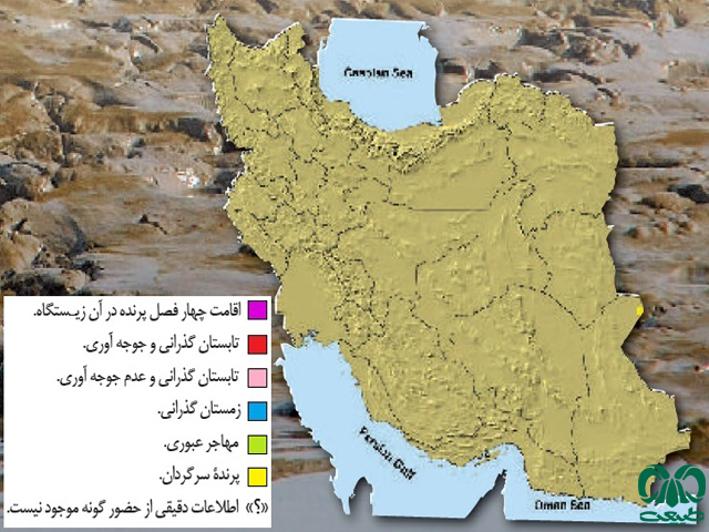 فلامینگو کوچک در ایران