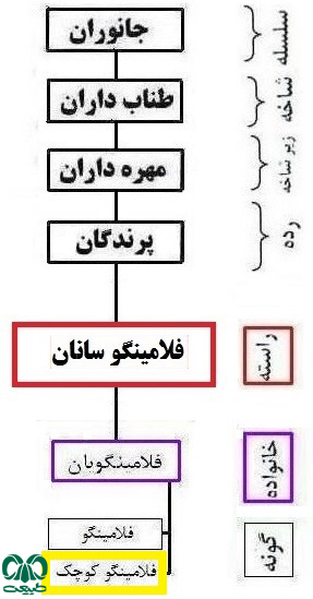  طبقه‌بندی گونه فلامینگو کوچک