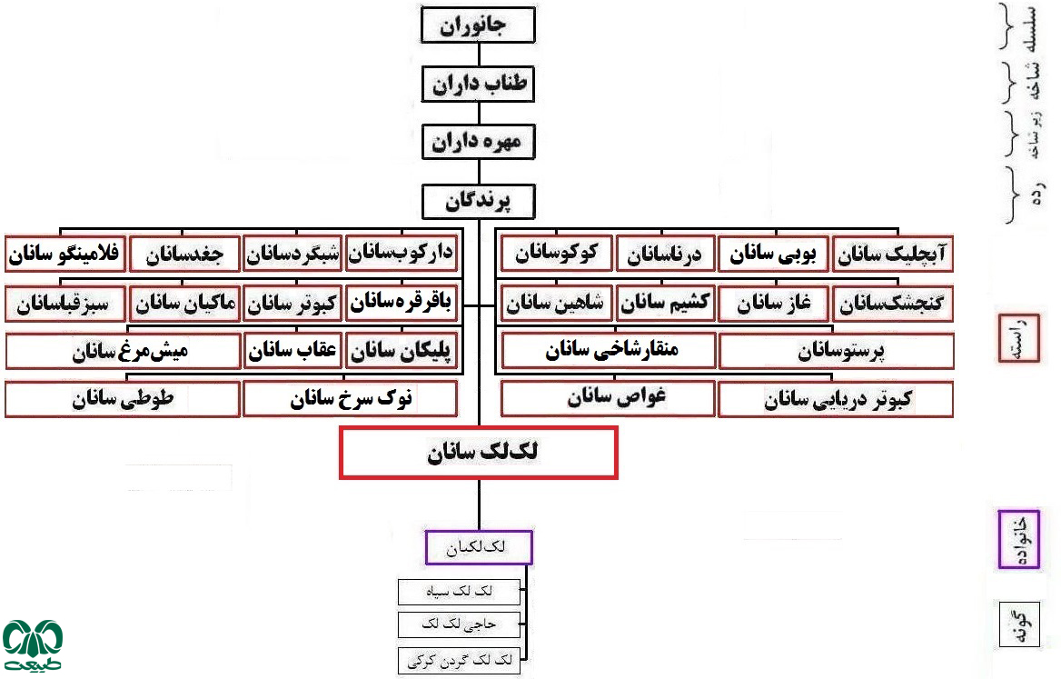 راسته لک‌لک سانان