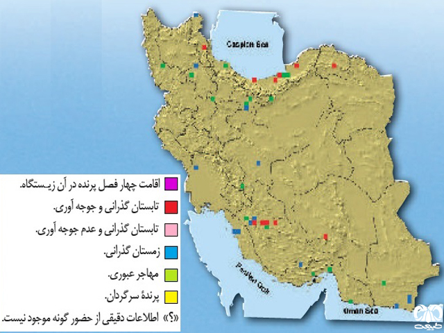 لک‌لک سیاه در ایران