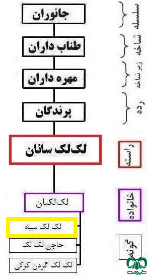 طبقه بندی گونه لک‌لک سیاه 