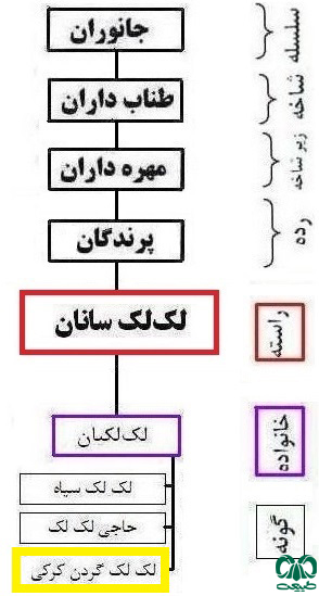 طبقه بندی گونه لک‌لک گردن سفید