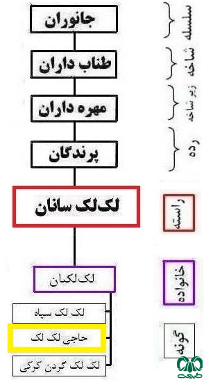  طبقه بندی گونه لک‌لک سفید