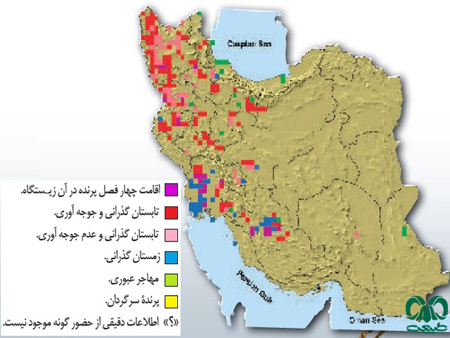 لک‌لک سفید در ایران