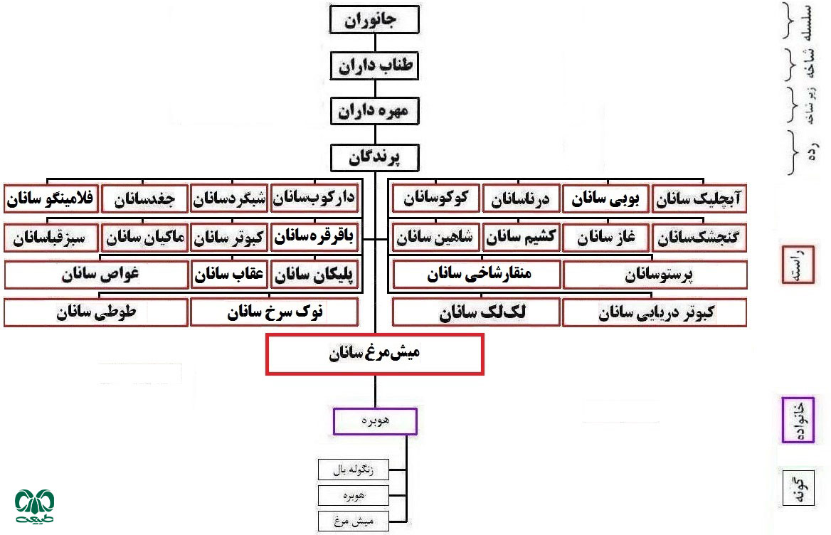  راسته میش مرغ‌ها در ایران