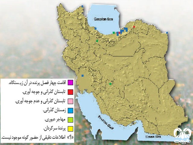 زنگوله بال در ایران