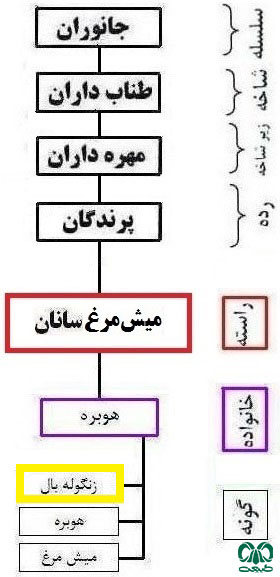 طبقه بندی گونه زنگوله بال