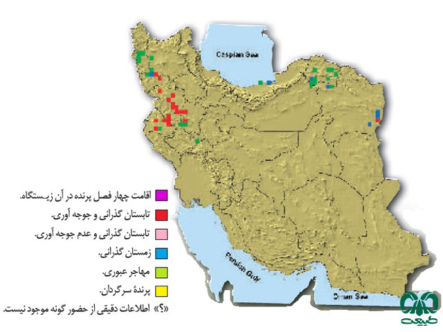 میش‌مرغ در ایران