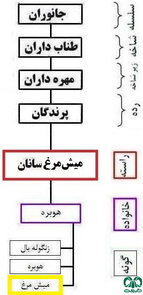 طبقه بندی گونه گونه میش‌مرغ