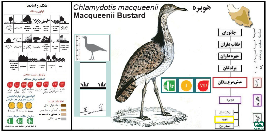 گونه هوبره